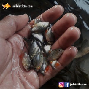 Bibit Ikan Bawal
