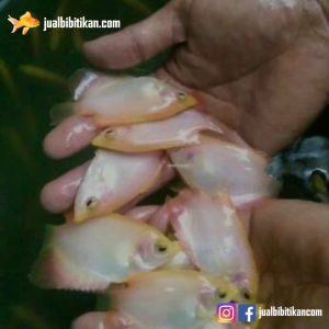 Bibit Ikan Gurame Padang